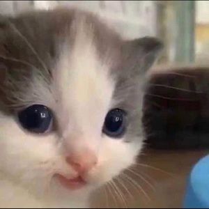 Meet your Posher, Spencer